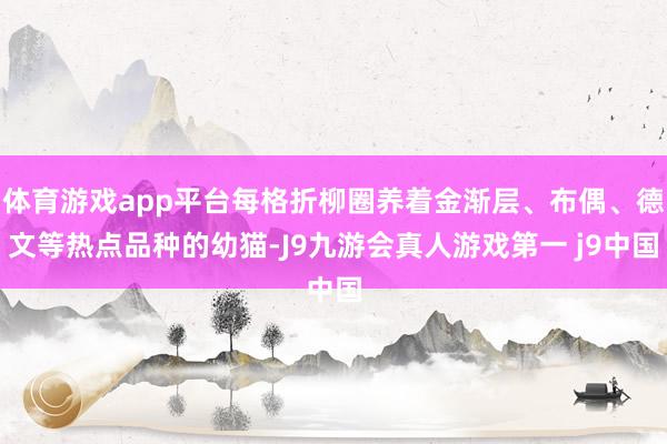 体育游戏app平台每格折柳圈养着金渐层、布偶、德文等热点品种的幼猫-J9九游会真人游戏第一 j9中国